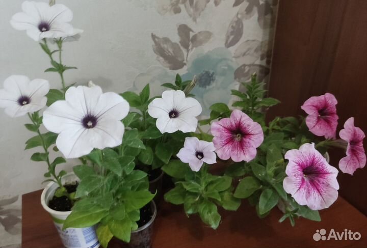 Петуния Тайдал Сильвер и другие