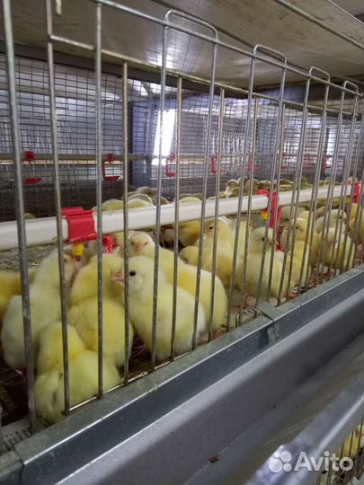 Цыплята. Бройлер Росс 308