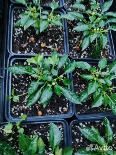 Перец горький огонёк на подоконнике