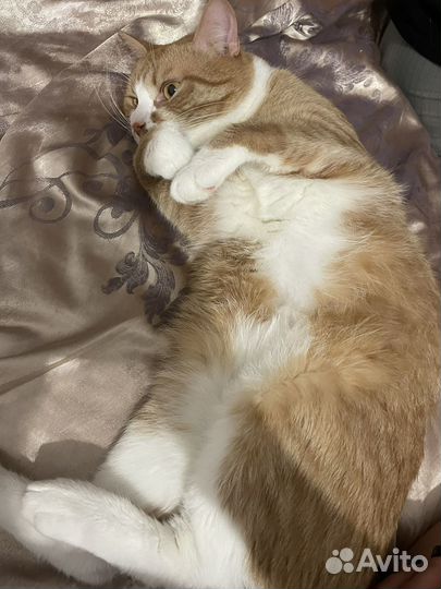 Кот в добрые руки
