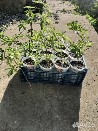 Девичий виноград