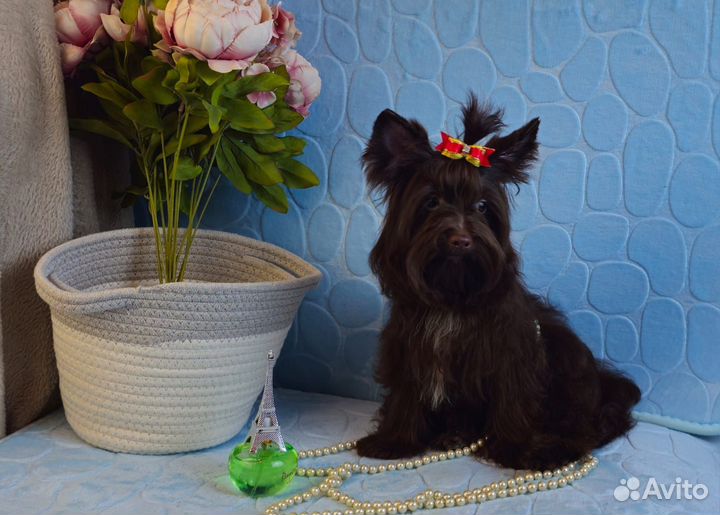 Йорочка шоколадная