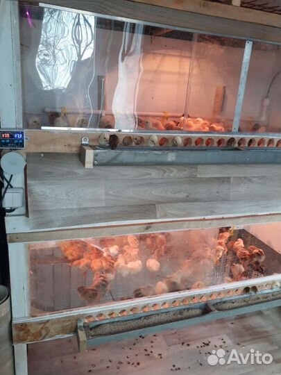 Цыплята мясо яичной породы