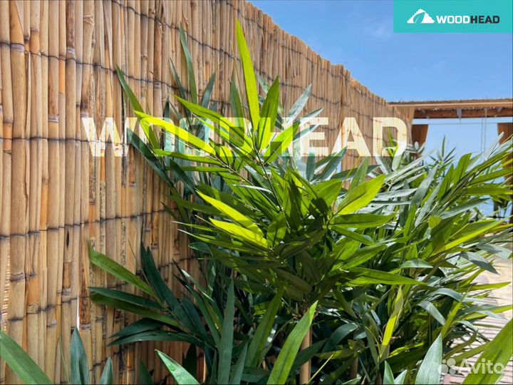 Камышовый забор