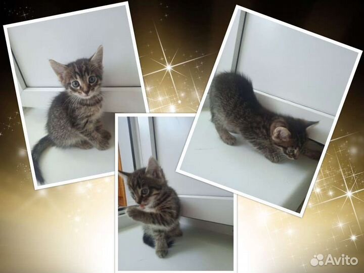 Котёнок