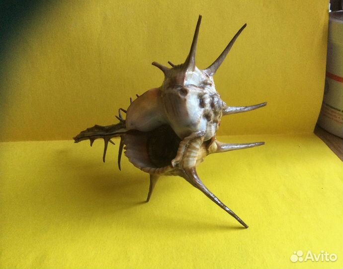 Морская раковина Murex cornutus 154 мм продано