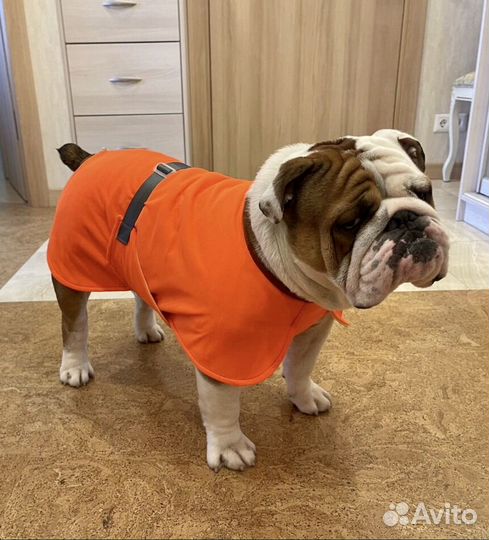 Охлаждающая попона для собак