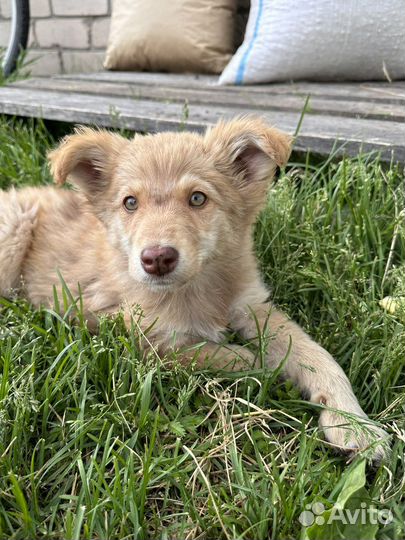 Щенки в дар