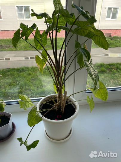 Комнатные растения