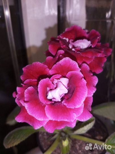 Глоксинии сортовые