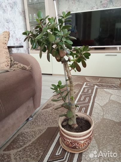 Денежное дерево