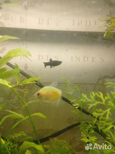 Аквариумные рыбки