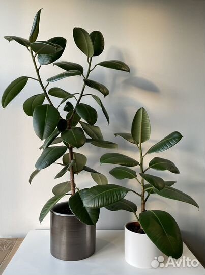 Замиокулькас. Фикус. Аглаонема
