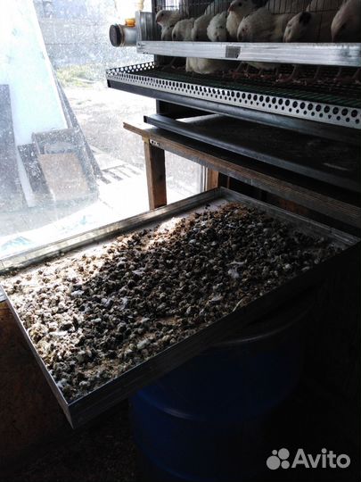 Помет перепелиный