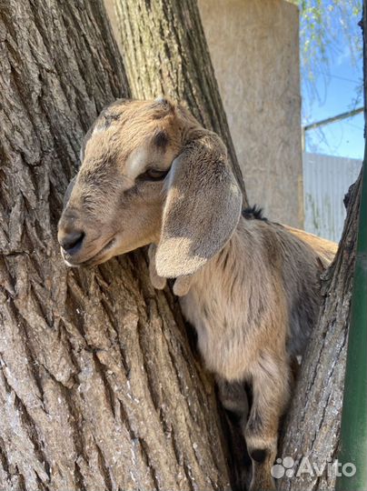 Козье молоко