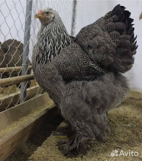 Куры брама куропатчатая