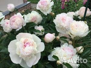 Пион мадам де Верневиль