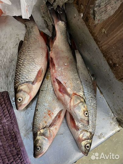 Продаю рыбу жерех