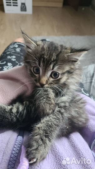 Котята мышеловы в добрые руки
