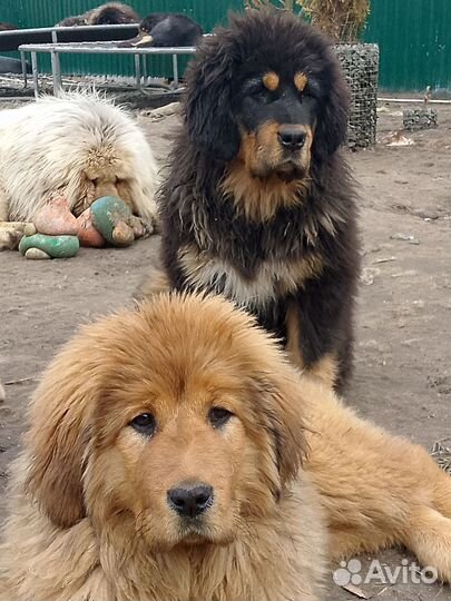 Тибетский мастиф