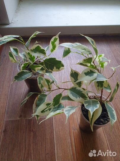 Фикус старлайт