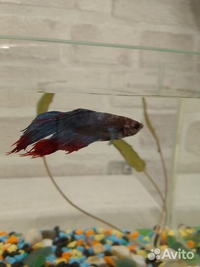 Рыбка с аквариумом