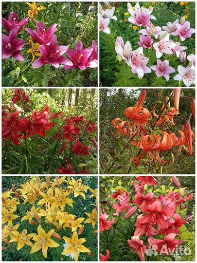 Растения для сада