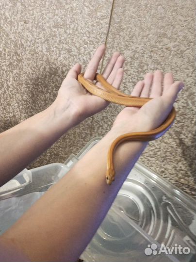 Змея маисовый полоз