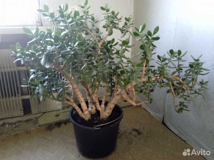 Денежное дерево