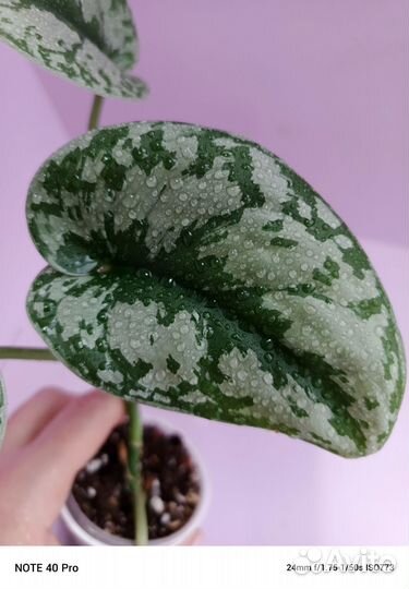 Сциндапсус, филодендрон, эпипремнум, сингониум