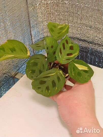 Комнатные растения 250