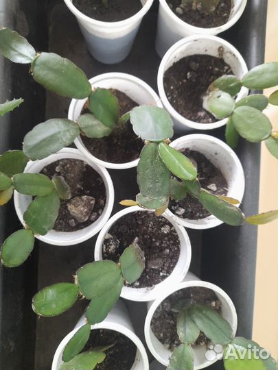 Рассада комнатных растений