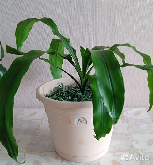 Драцена душистая