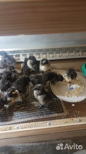 Цыплята пород ухейлюй и маран