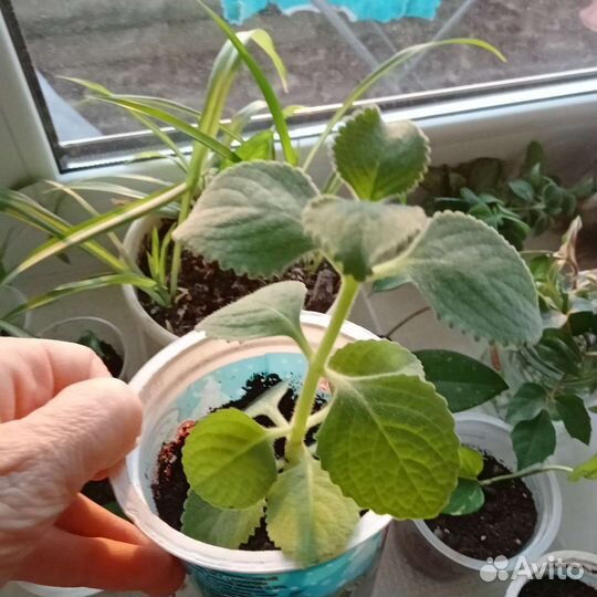 Комнатная мята