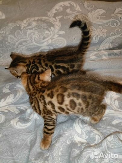 Бенгальские котята девочки