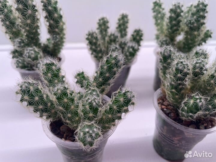 Кактусы Маммилярия и Опунция