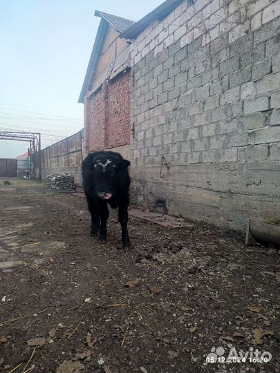 Телята бычки