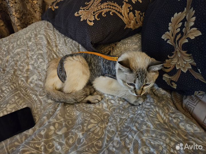 Попона для кошек