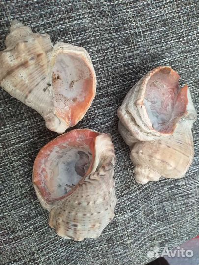 Морские ракушки