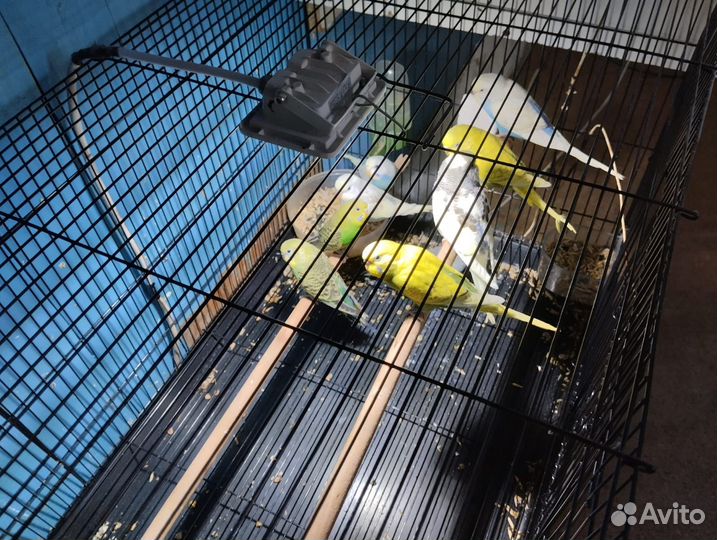 Волнистый попугай, попугай неразлучник фишера