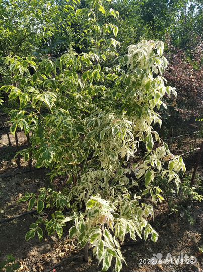 Декоративные растения