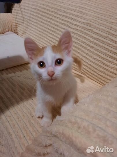 Котёнок (девочка)