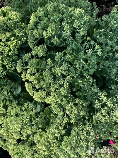 Седум видный, очиток саженцы