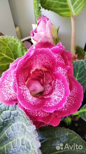 Глоксиния лист