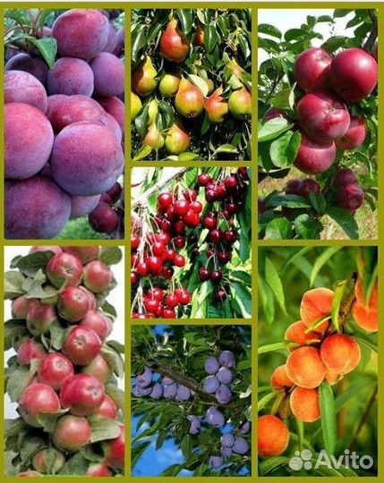 Саженцы плодовых деревьев