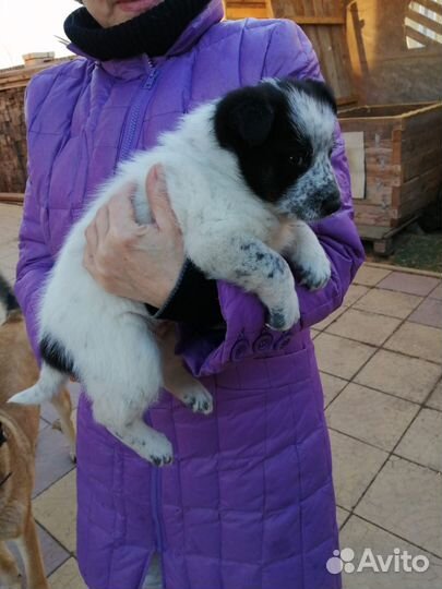 Домашний щенок