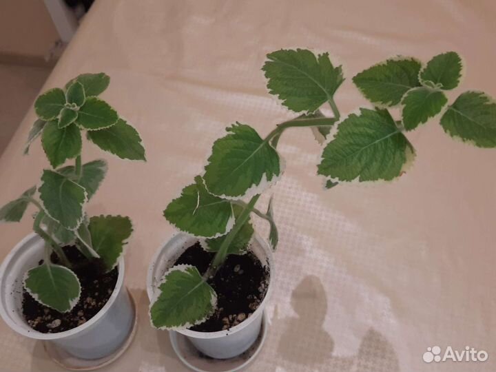 Клеродендрум госпожи томпсон, плектрантус