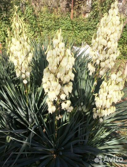 Юкка для посадки