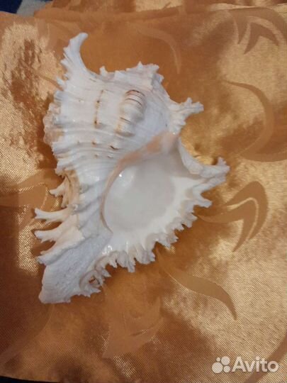 Ракушка украшение